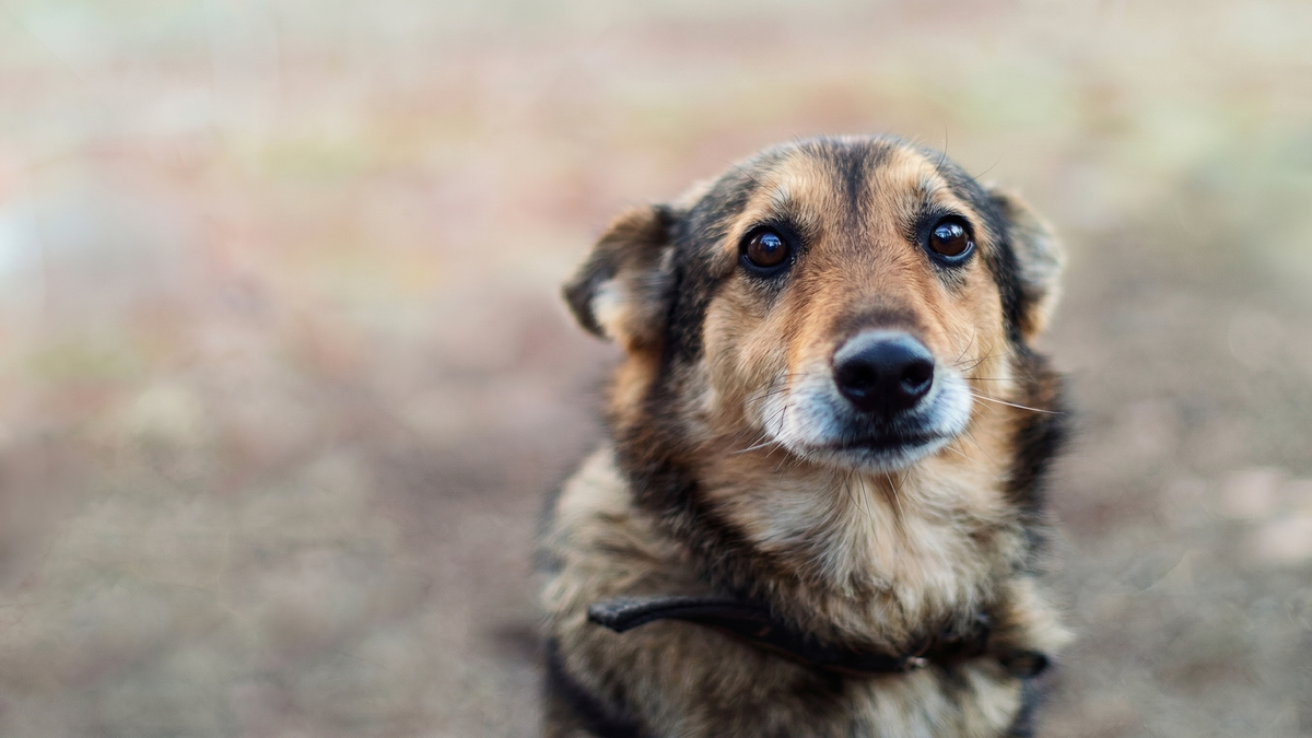 chien de race crois&eacute; berger qui est maltrait&eacute; et abandonn&eacute; puis plac&eacute; &agrave; l'adoption