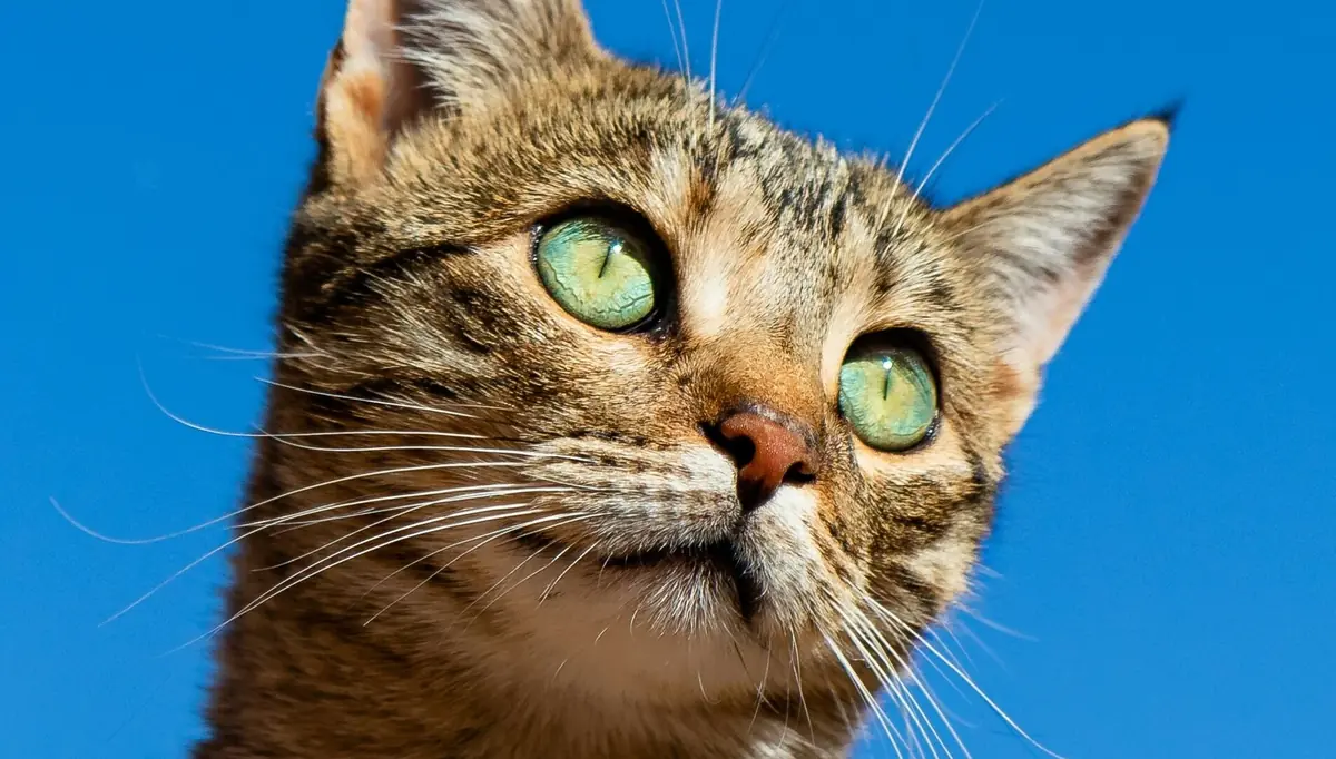 zoom sur la t&ecirc;te d'un chat, aide pour Alzheimer