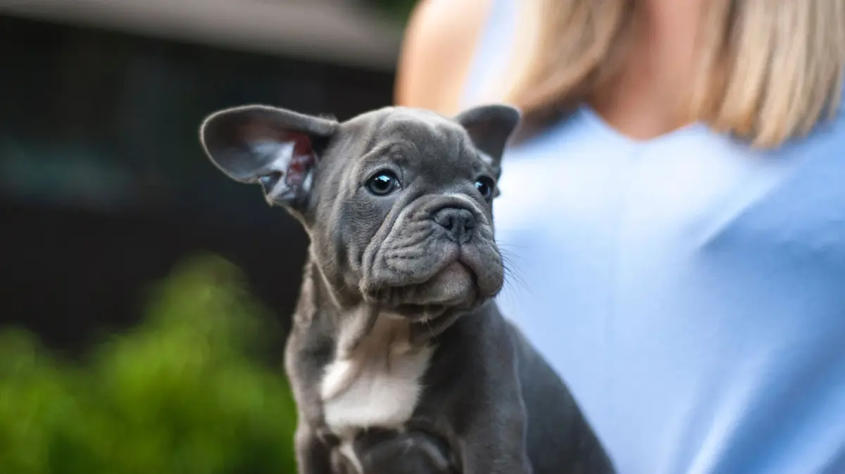 chiot bouledogue en apprentissage par &eacute;ducation positive