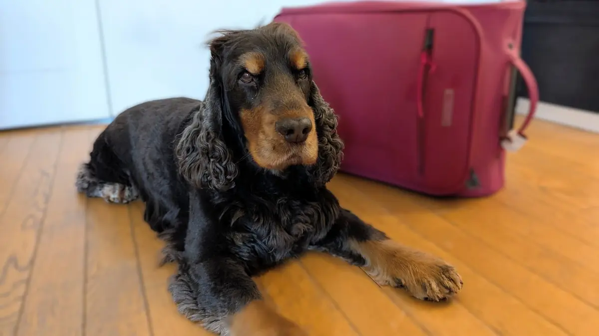 chien cocker anglais pr&egrave;s d'une valise