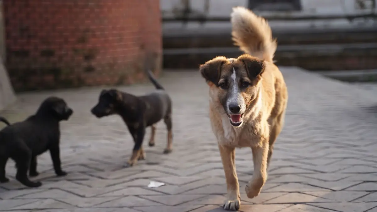 chienne avec ses deux chiots &agrave; adopter suite &agrave; une port&eacute;e dans un &eacute;levage familial