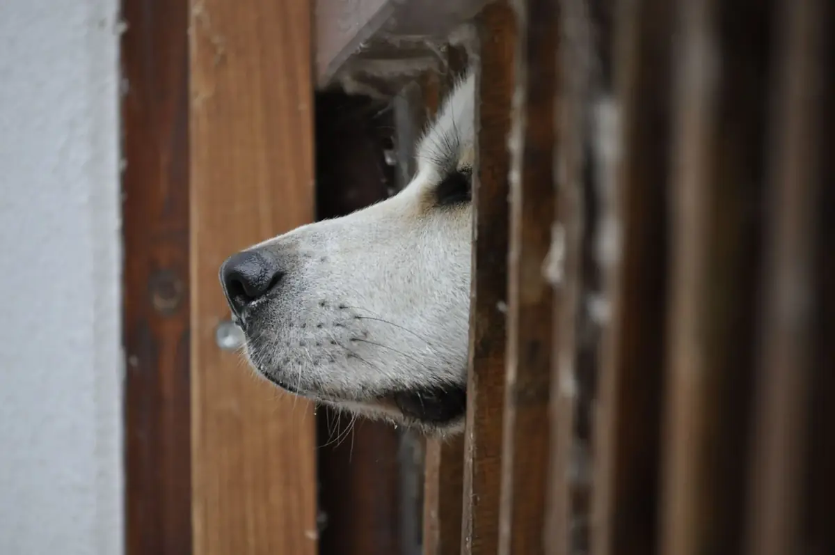 chien de race husky &agrave; adopter, qui attend depuis trop longtemps une famille en refuge