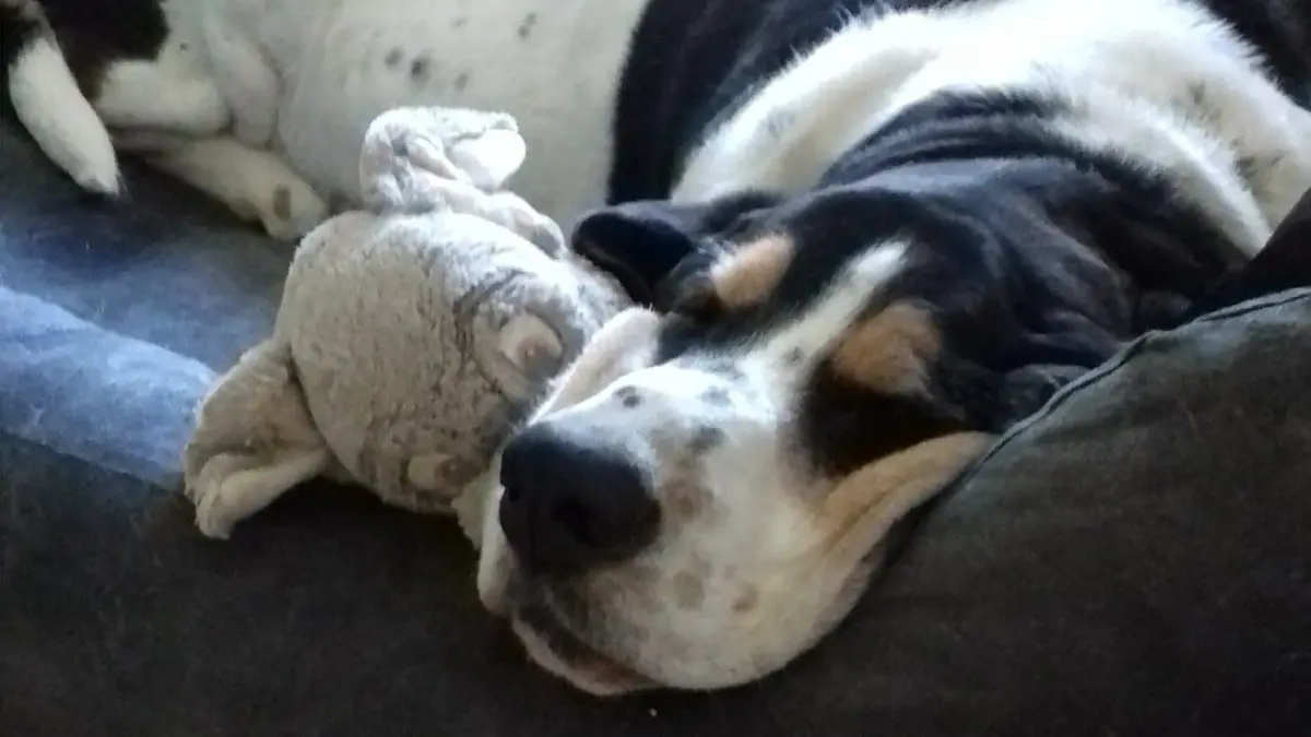 chien basset hound qui dort