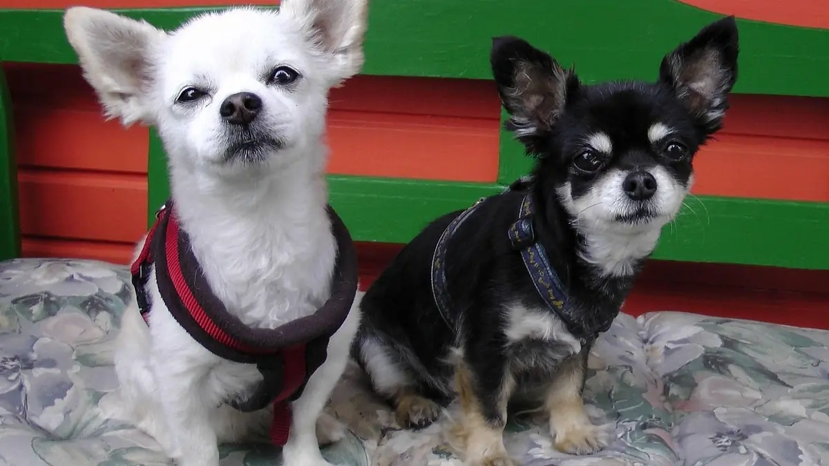 deux chihuahuas, race de chien tr&egrave;s populaire