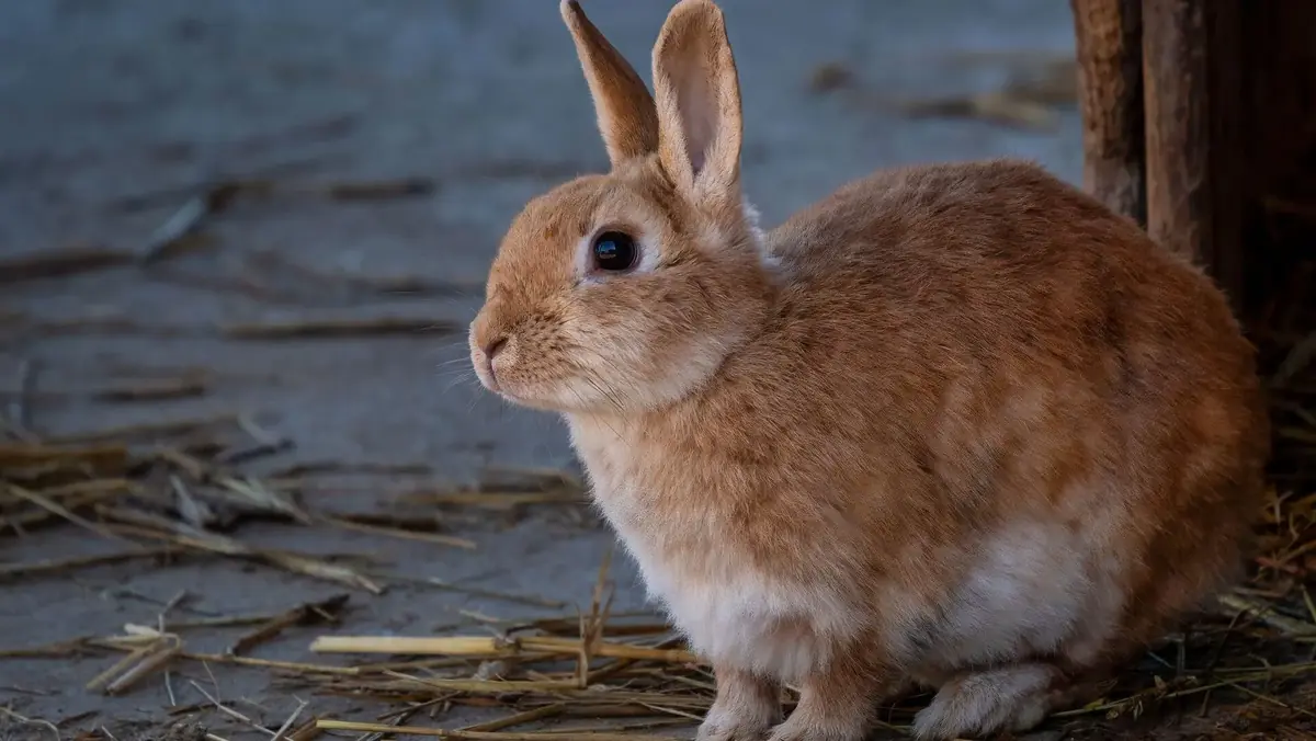 lapin nain &agrave; l'adoption en refuge