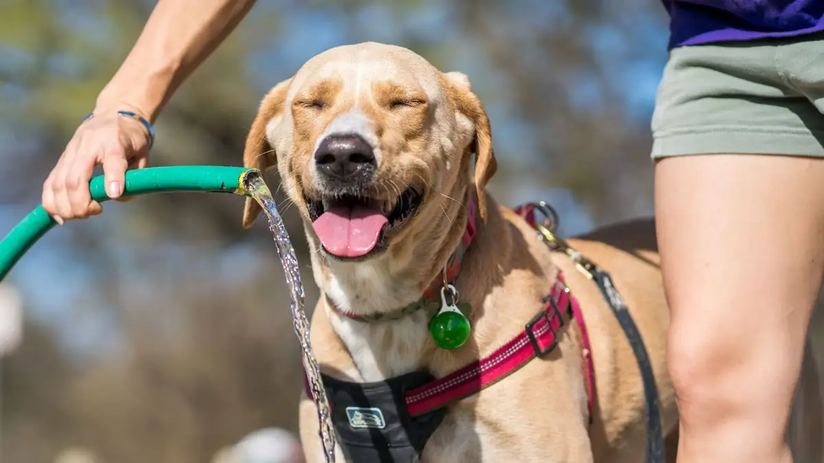 chien de race crois&eacute; qui a tr&egrave;s chaud et qui boit de l'eau au tuyau d'arrosage pour se rafra&icirc;chir