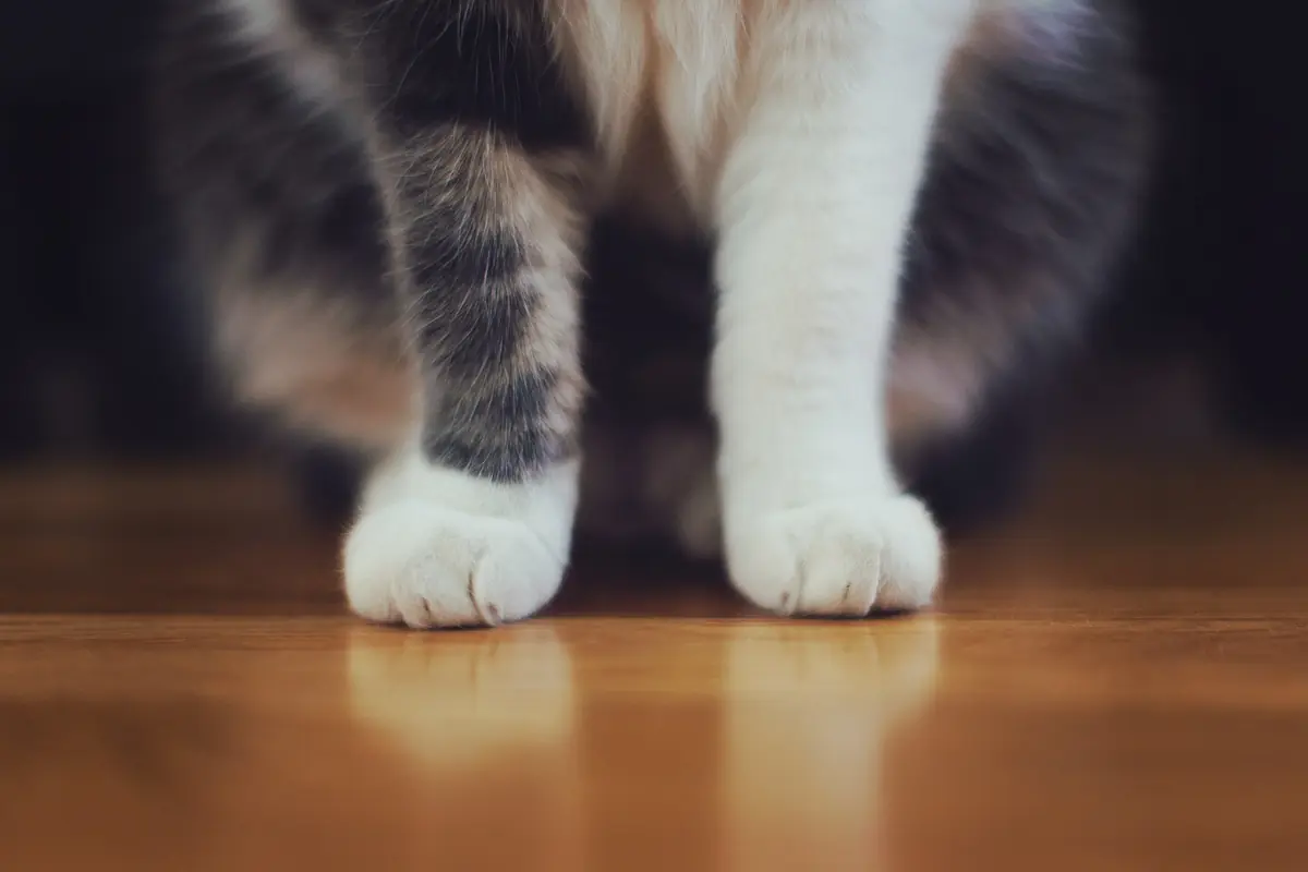 Guide d’adoption du chat : 7 conseils avant d’adopter