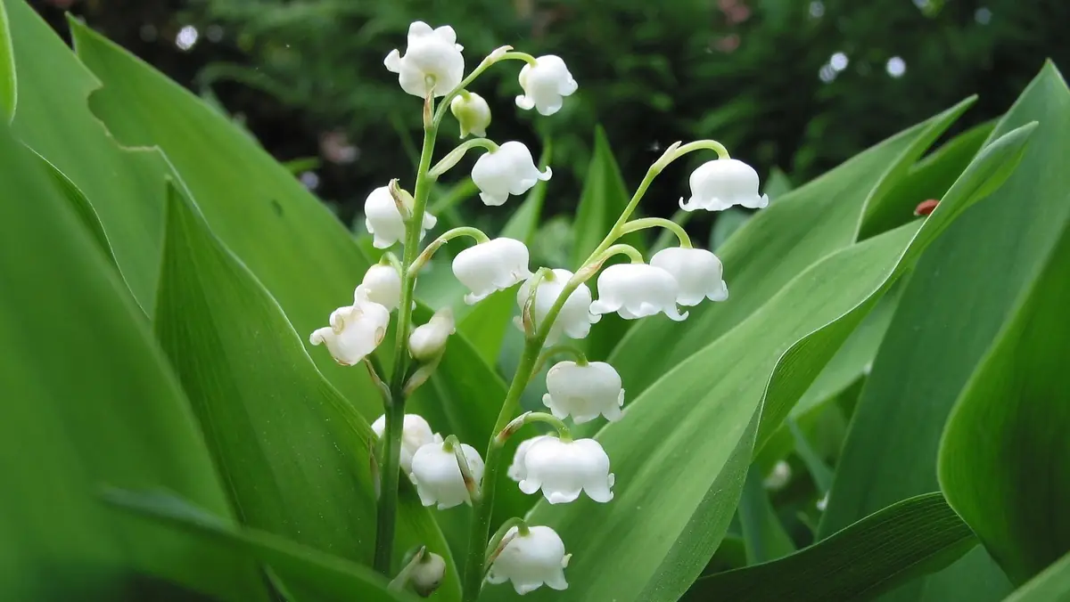 le muguet, une plante toxique pour les chats et les chiens