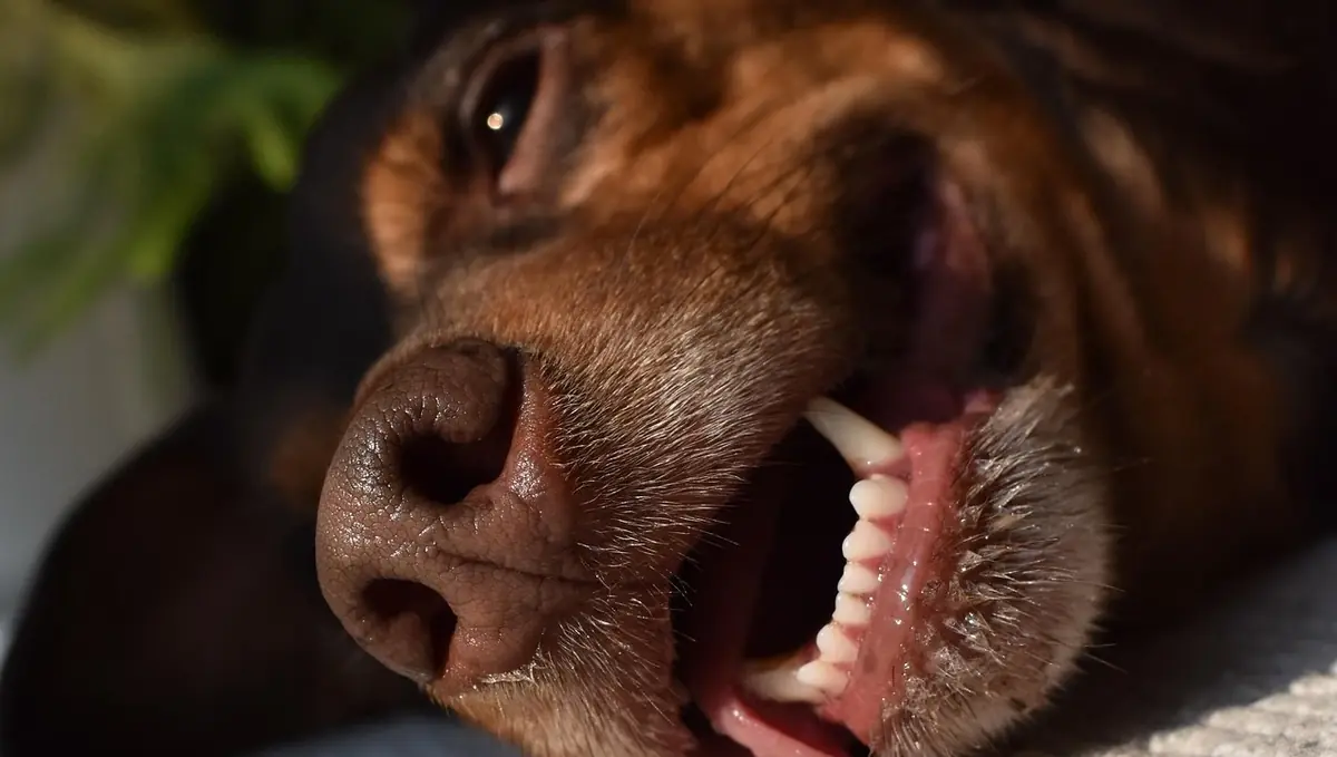 inodations chaleur animaux danger