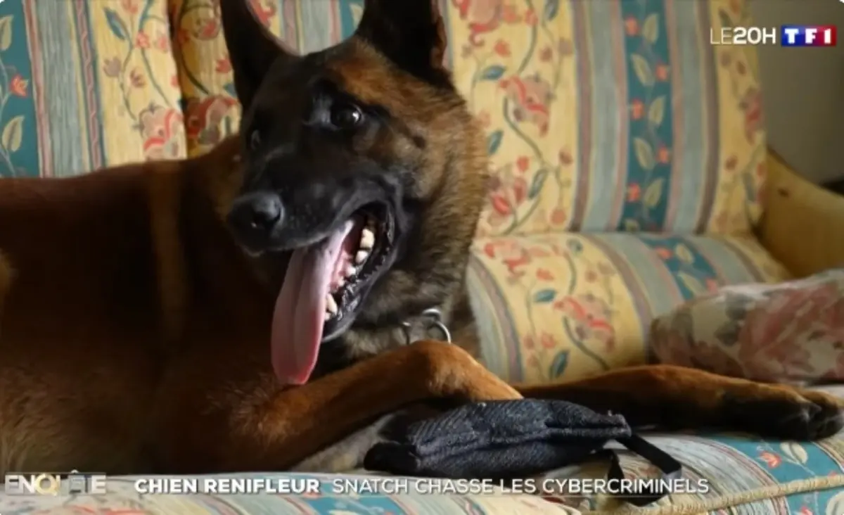 Snatch, le malinois renifleur