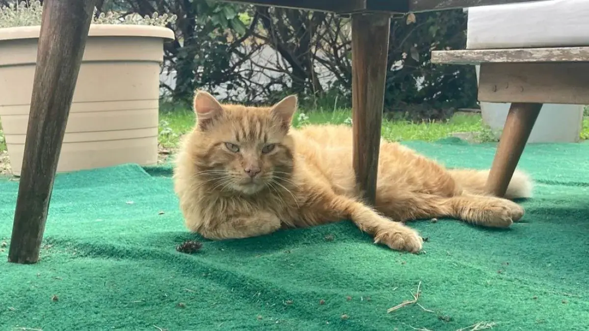 chat roux couch&eacute; dans un jardin