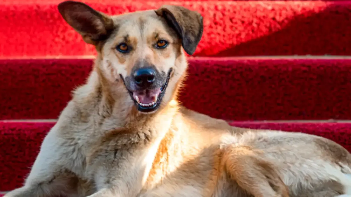 un chien &agrave; Cannes lors des Palm Dog Awards