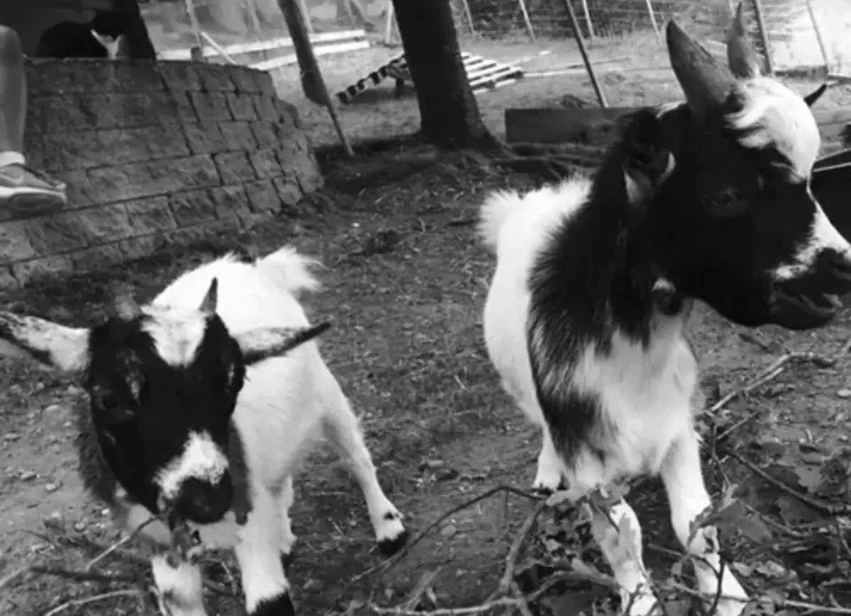 Une ch&egrave;vre et son petit en noir et blanc