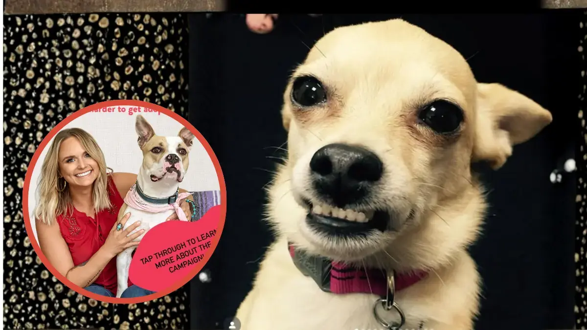 miranda, d&eacute;c&egrave;s, chihuaha