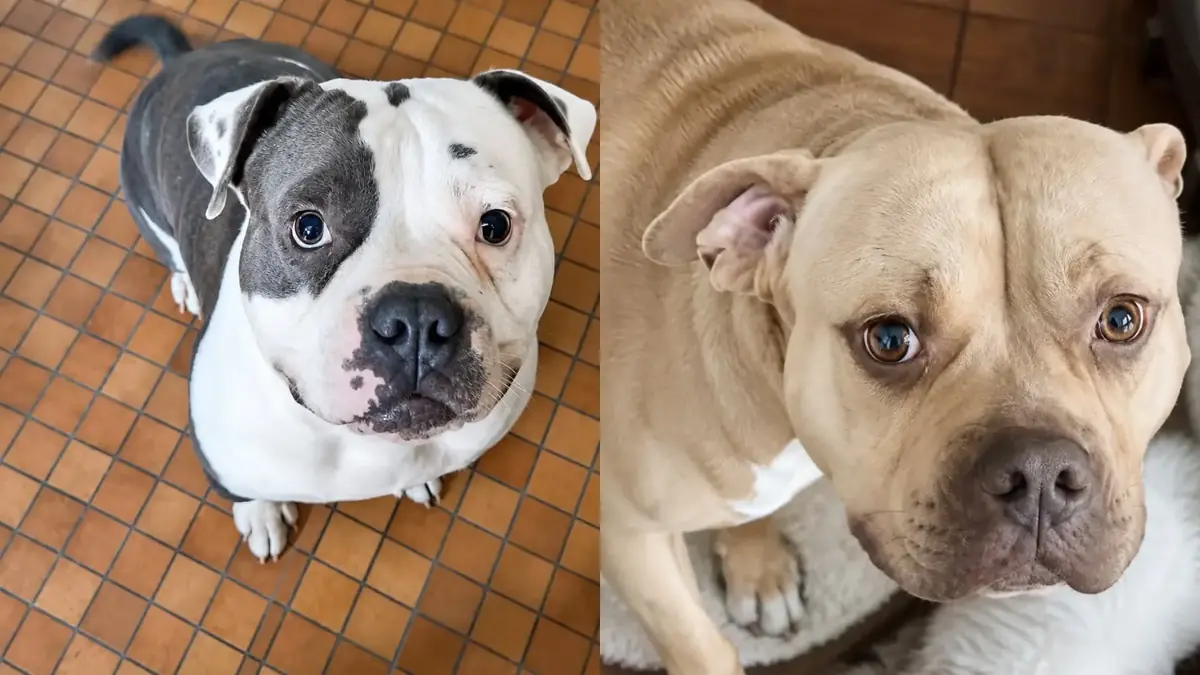Guizmo et Rosco, deux chiens de race bully, de type molosses, &agrave; adopter en urgence