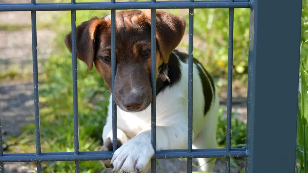 petit chien derri&egrave;re une grille