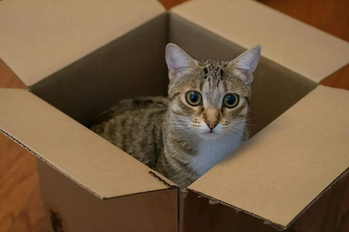 chat dans un carton emm&eacute;nageant dans un logement social