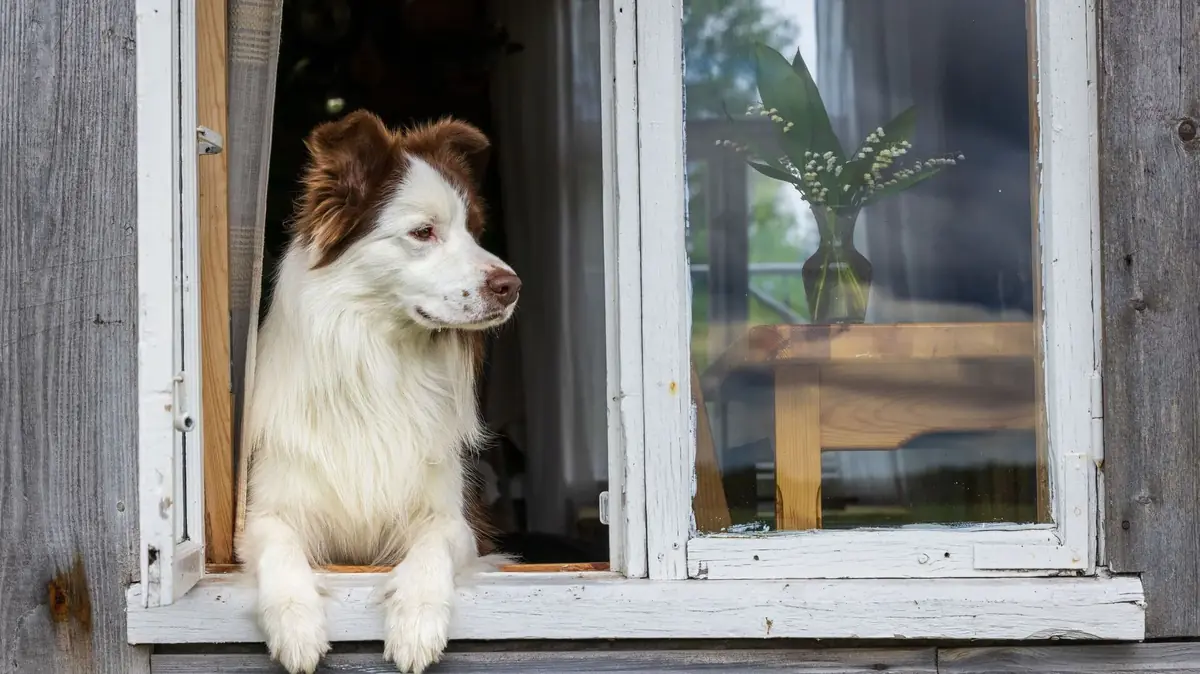 chien de race border colley attendant &agrave; la fen&ecirc;tre le retour de son ma&icirc;tre