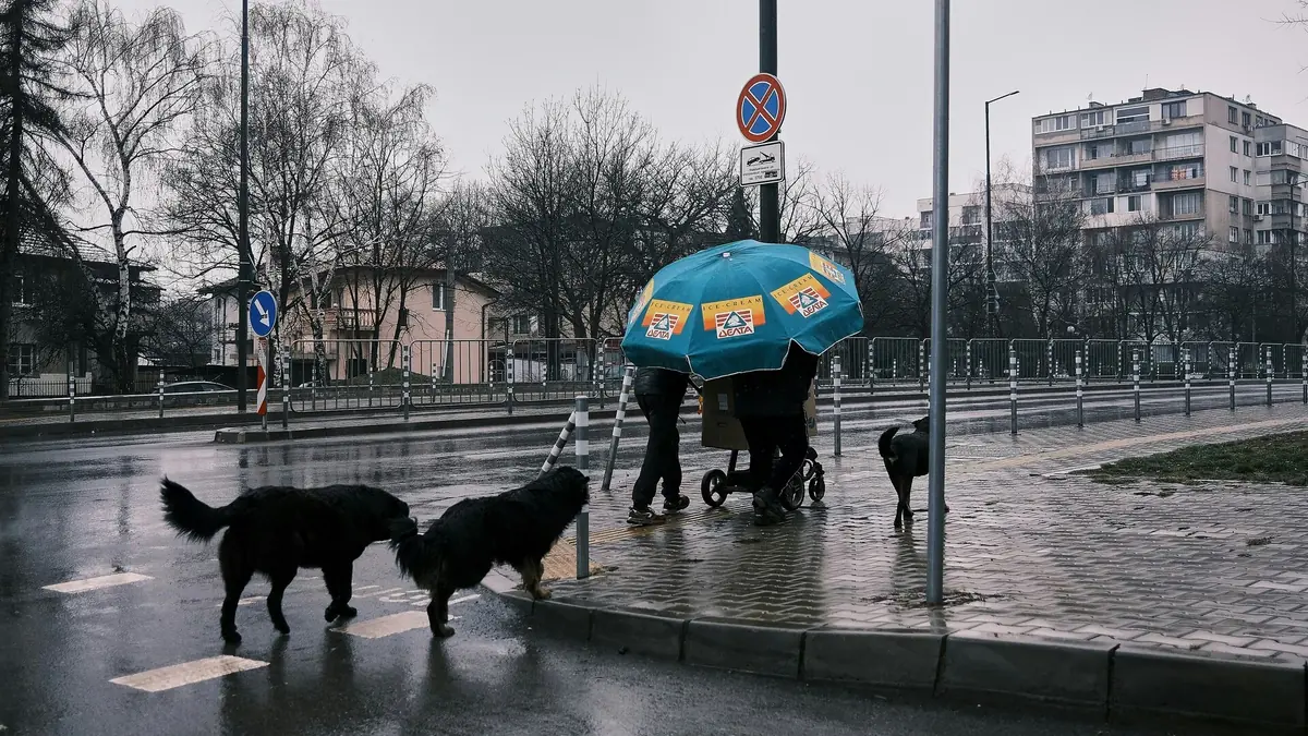 groupe de chiens de race bouvier bernois se promenant sous la pluie