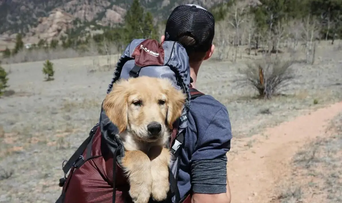 chien, influenceur, sauvetage