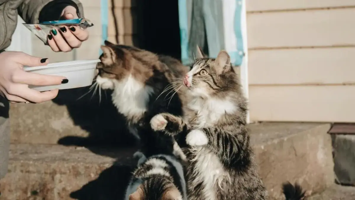 chat, alimentation, gr&egrave;ve de la faim