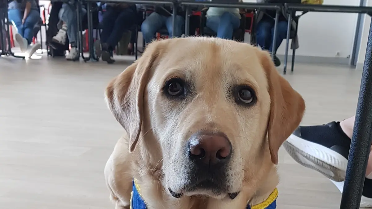 labrador couleur sable dans une salle de classe