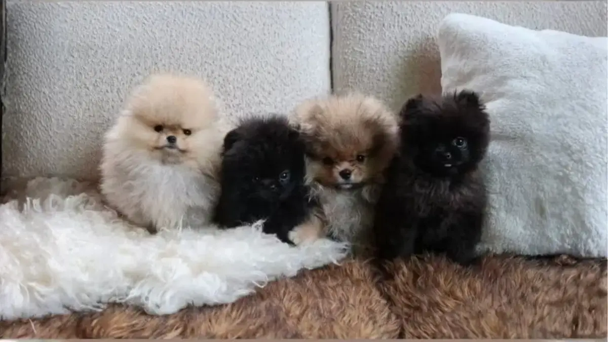 les 4 chiots offerts par Kim Kardashian &agrave; ses enfants