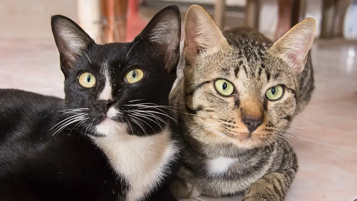 deux chats adopt&eacute;s en m&ecirc;me temps