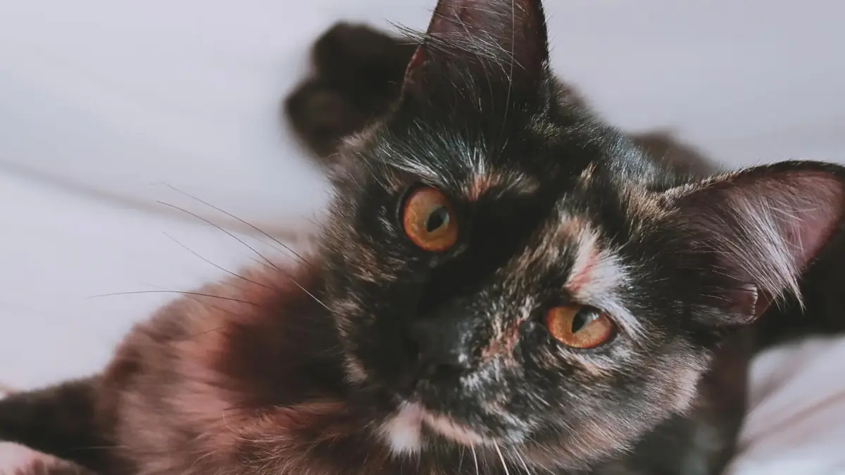 un chat &eacute;caille de tortue