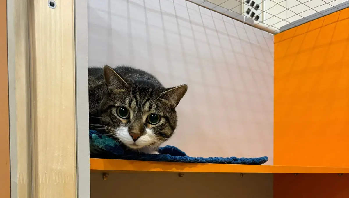un chat abandonn&eacute; dans un refuge