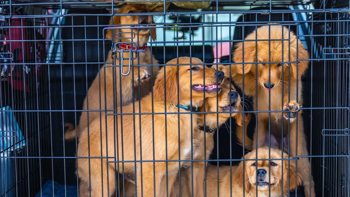 soutien financier pour une association de protection animale en favorisant leur adoption et am&eacute;liorant leur qualit&eacute; de vie