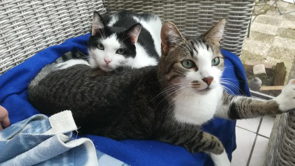 deux chats adopt&eacute;s ensemble