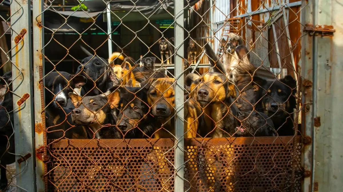 des chiens entass&eacute;s dans un chenil