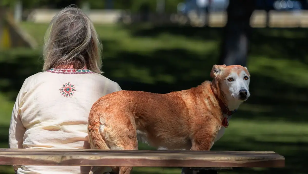 chien crois&eacute; de race berger qui a &eacute;t&eacute; adopt&eacute; dans un refuge