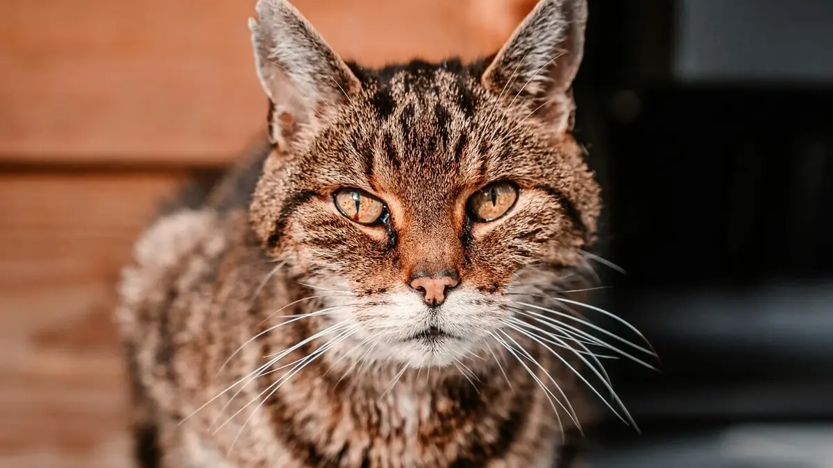 Flossie chat le plus vieux du monde