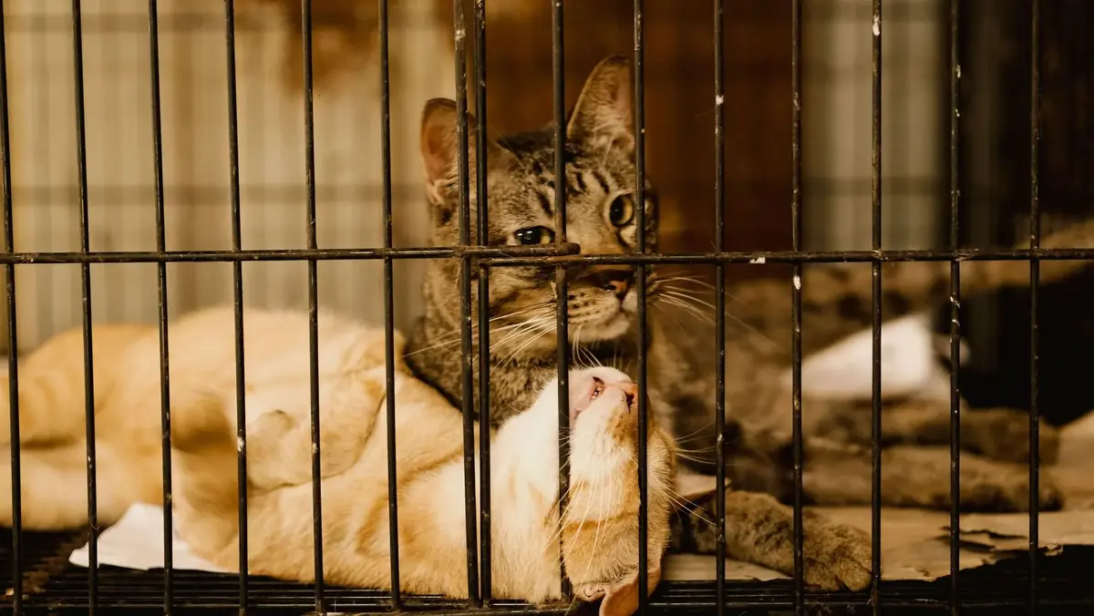 deux chats abandonn&eacute;s en refuge qui ont besoin d'aide et de soins avant l'adoption