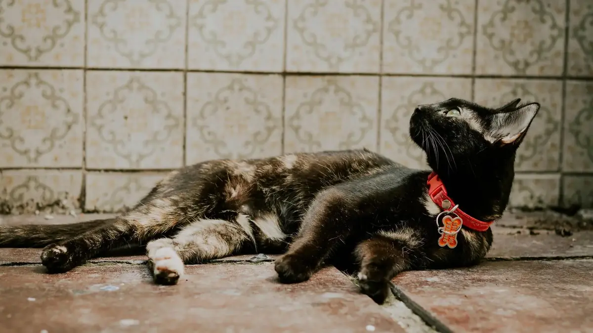 un chat avec un collier
