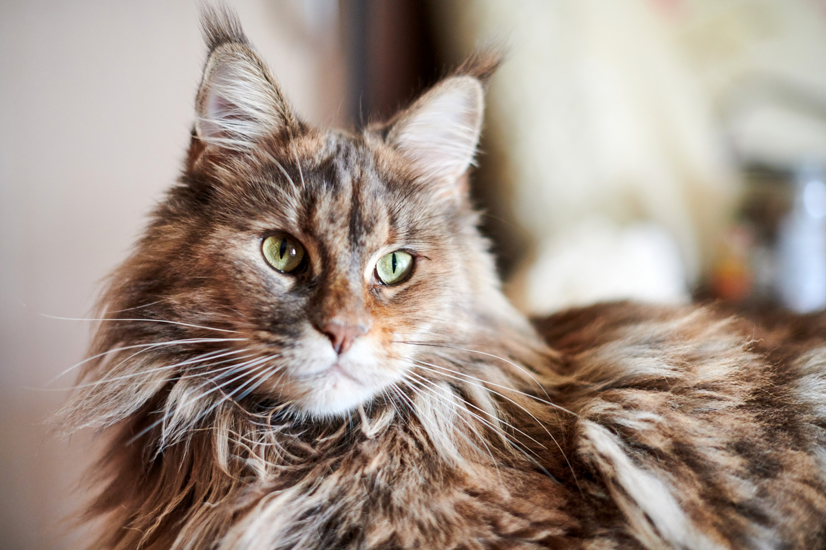 Portrait des Maine Coon