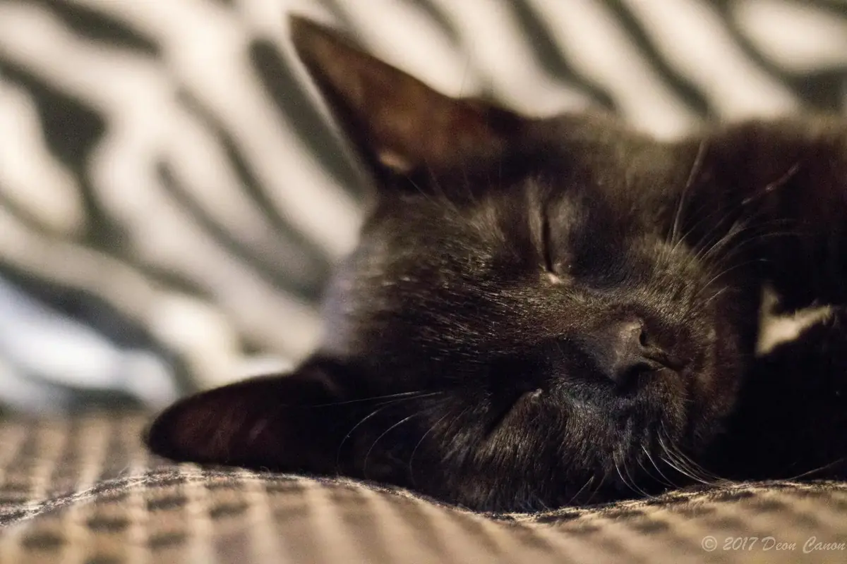 un chat noir comme Luna, le chat qui est revenu apr&egrave;s 12 ans