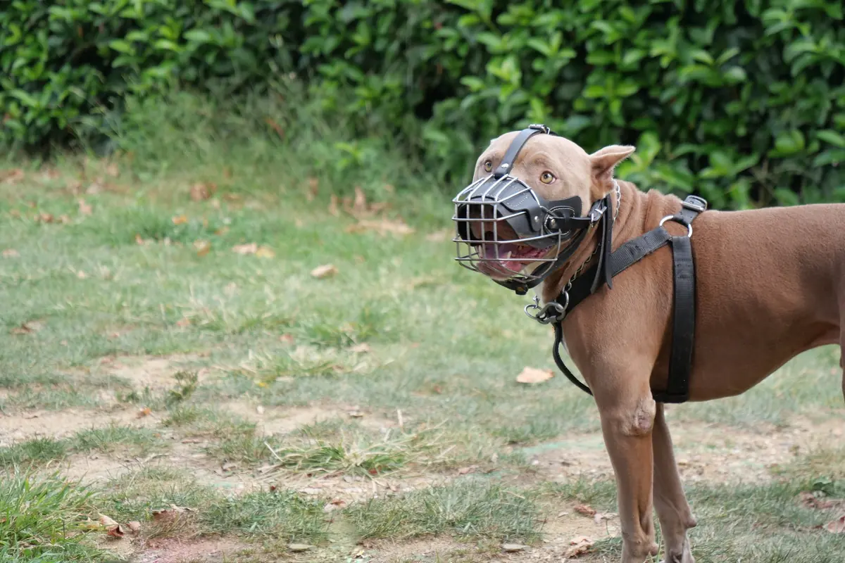 un chien de cat&eacute;gorie 1 avec une museli&egrave;re