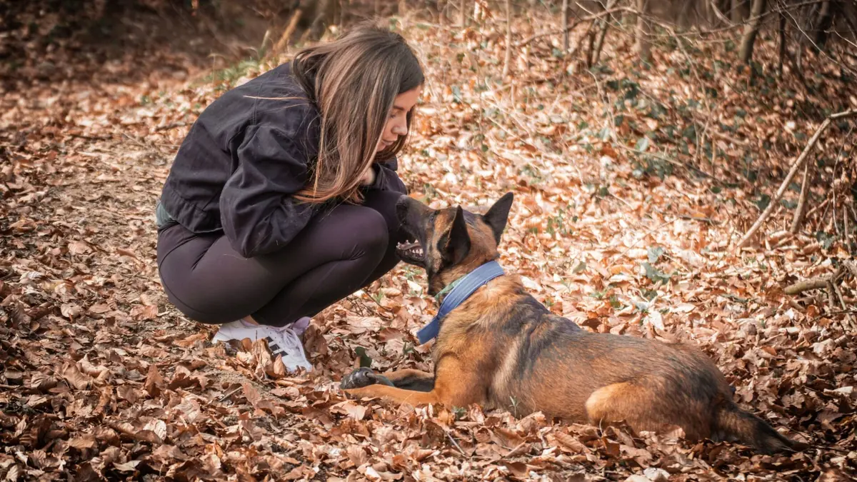 chien berger belge malinois avec son humaine