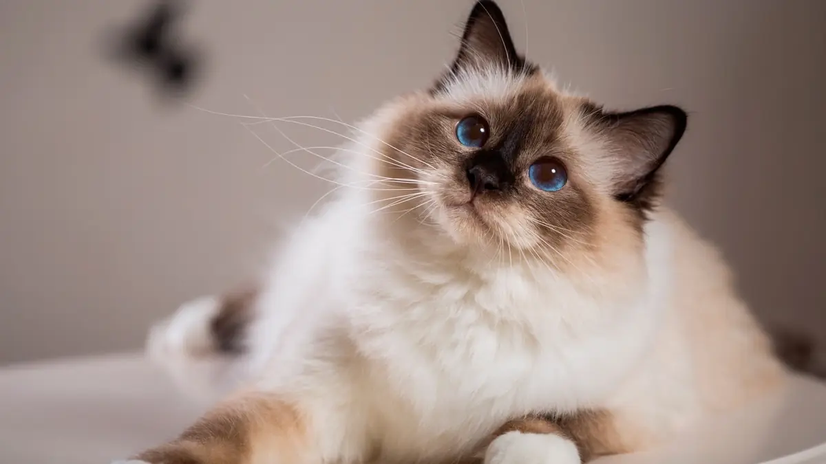 chat sacr&eacute; de birmanie &agrave; adopter