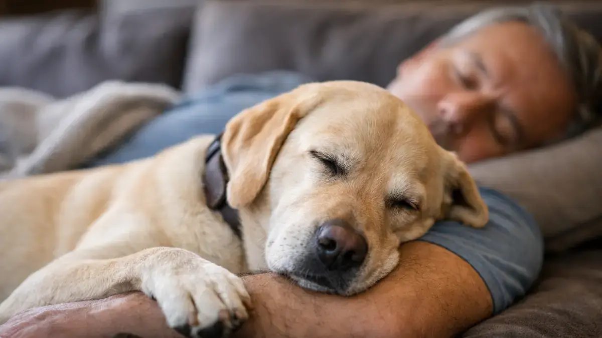 Un chien vigilant, premier capteur de sant&eacute; au foyer.