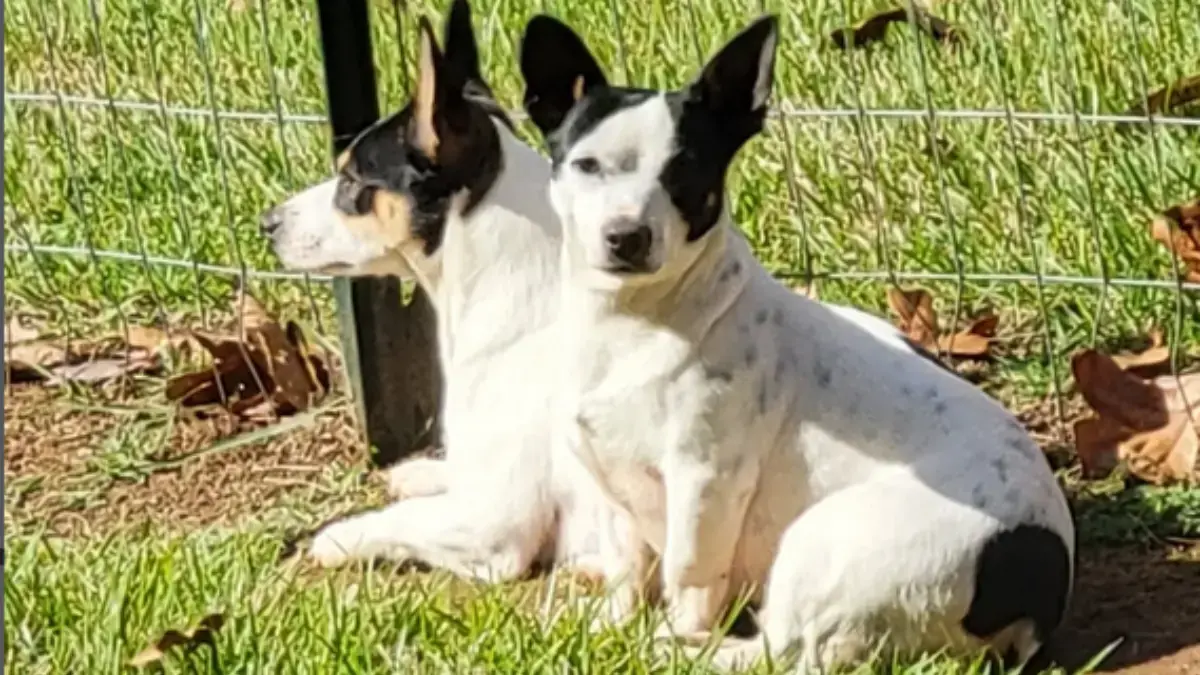 Teddy Roosevelt Terrier