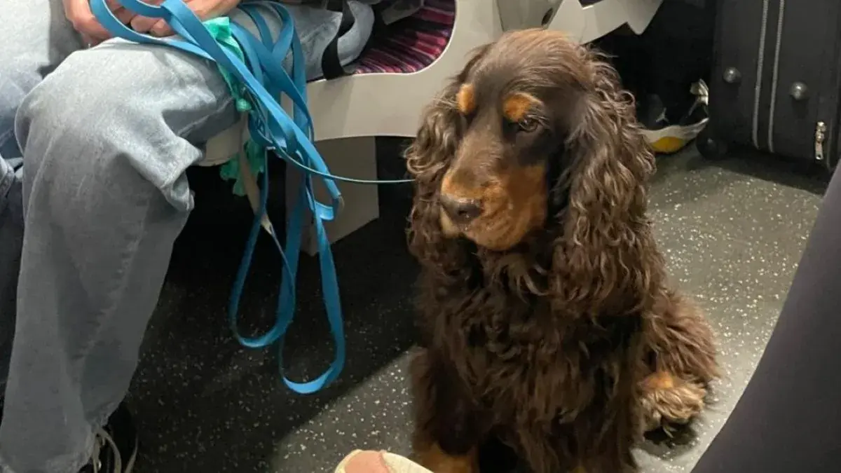 cocker dans le metro