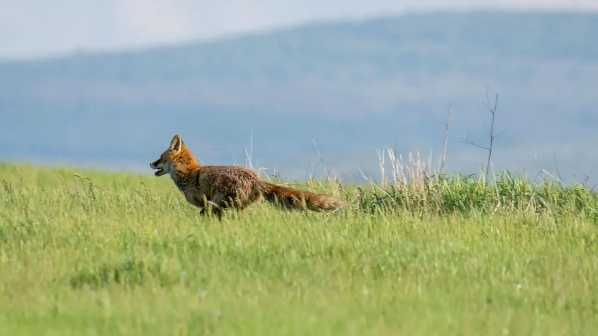 renard fuyant les chasseurs apr&egrave;s rejet du moratoire de la chasse en France