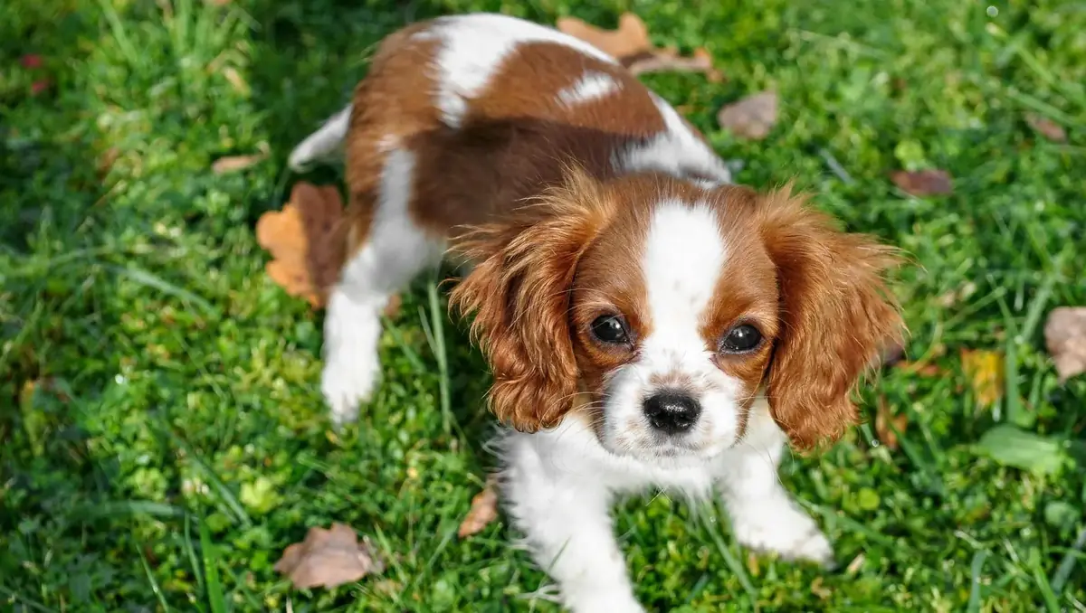 chien de race cavalier King Charles &agrave; adopter
