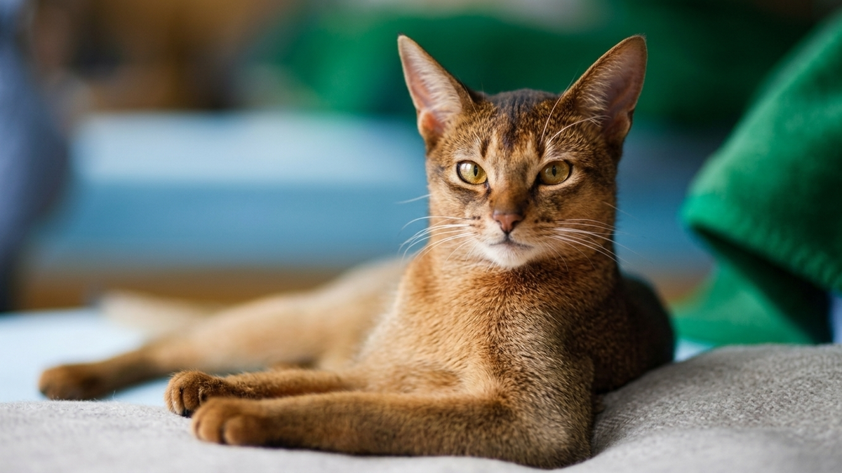chat de race abyssin &agrave; adopter en refuge
