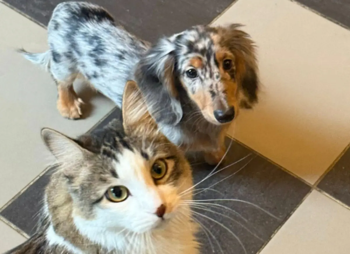 Ziggy et Thor, les nouveaux b&eacute;b&eacute;s de Jean-Luc Reichmann