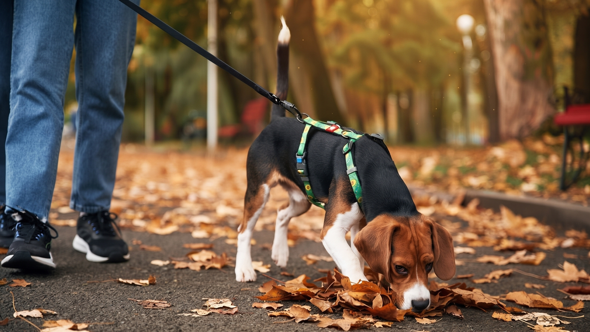 chien de race beagle adopt&eacute; et qui renifle en promenade dans la rue